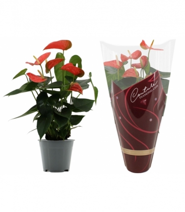 Anthurium