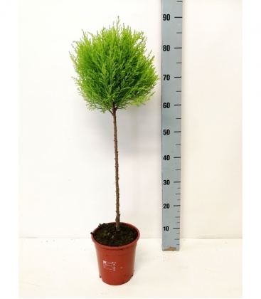 Cupressus