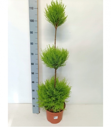 Cupressus