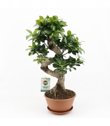 Ficus