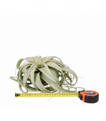 Tillandsia