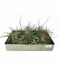 Tillandsia