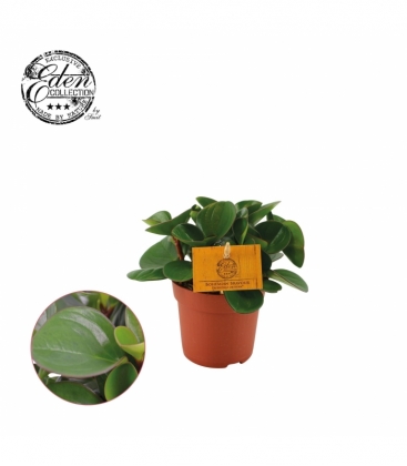 Peperomia