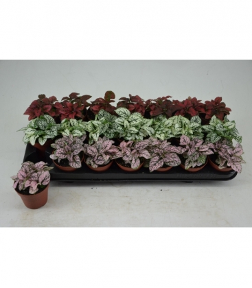 Hypoestes