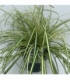 Carex