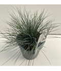 Festuca