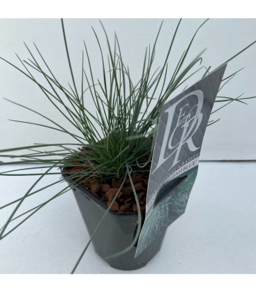 Festuca