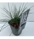 Festuca