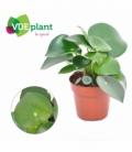 Peperomia