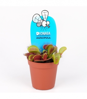 Dionaea