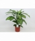 Dieffenbachia