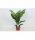 Dieffenbachia