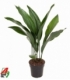 Aspidistra