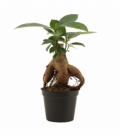 Ficus