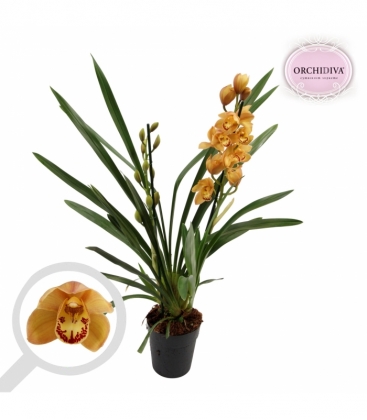 Cymbidium