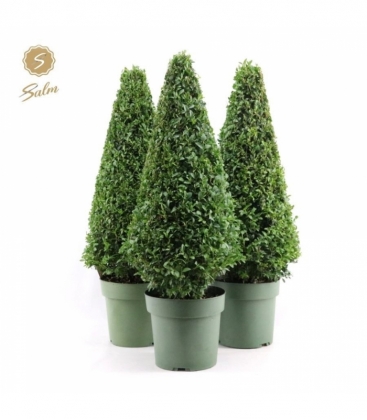 Buxus