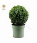 Buxus