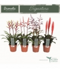 Bromelia