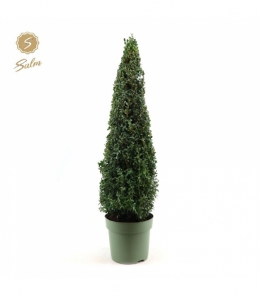 Buxus