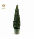 Buxus