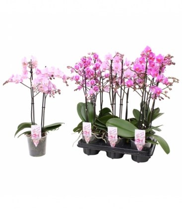 Phalaenopsis