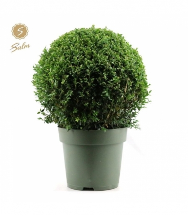 Buxus