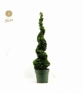 Buxus