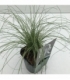 Carex