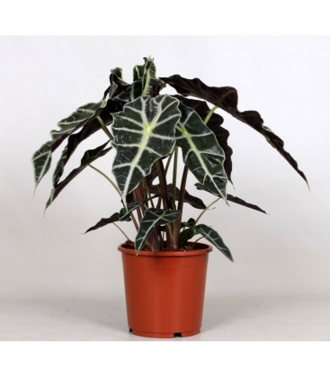 Alocasia