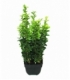 Buxus