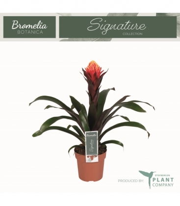 Guzmania