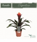 Guzmania