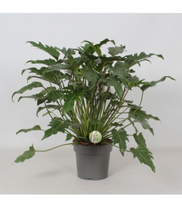 Philodendron