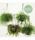 Rhipsalis