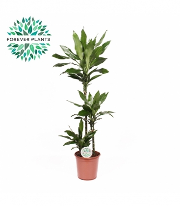 Dracaena