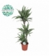 Dracaena