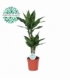 Dracaena