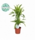 Dracaena