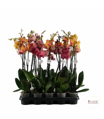 Phalaenopsis