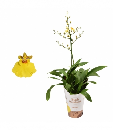 Oncidium