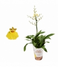 Oncidium