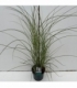 Miscanthus