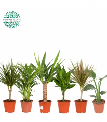 Dracaena