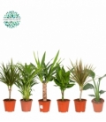 Dracaena