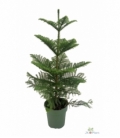 Araucaria