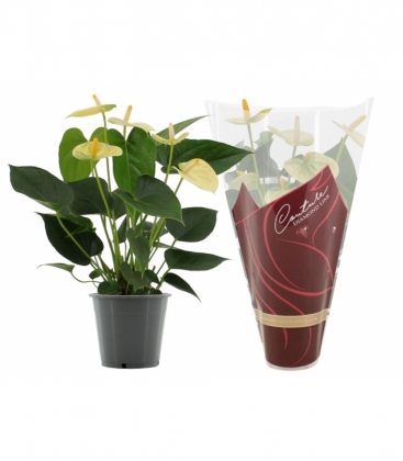 Anthurium