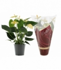 Anthurium