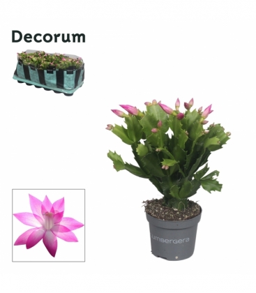 Schlumbergera