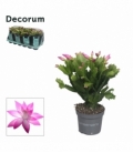 Schlumbergera