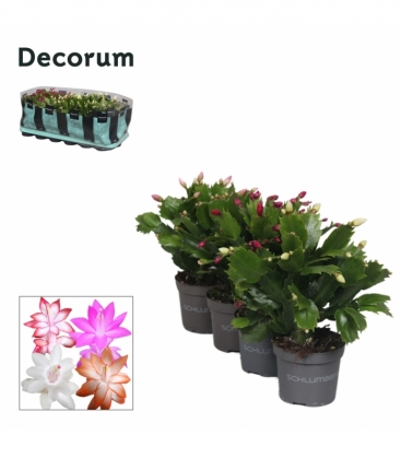 Schlumbergera